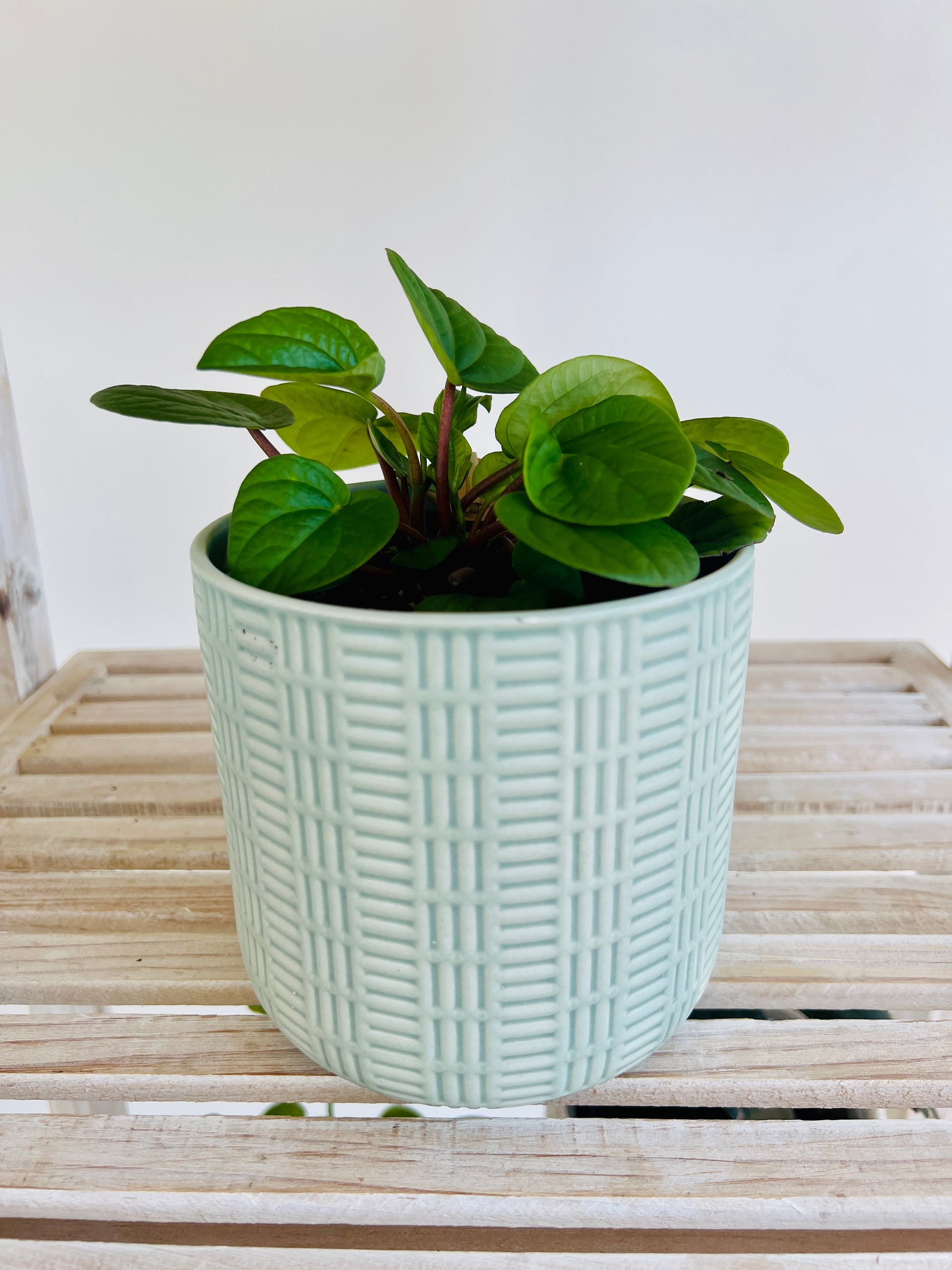 Mint Green Ceramic Pattern Plant Pot 12cm