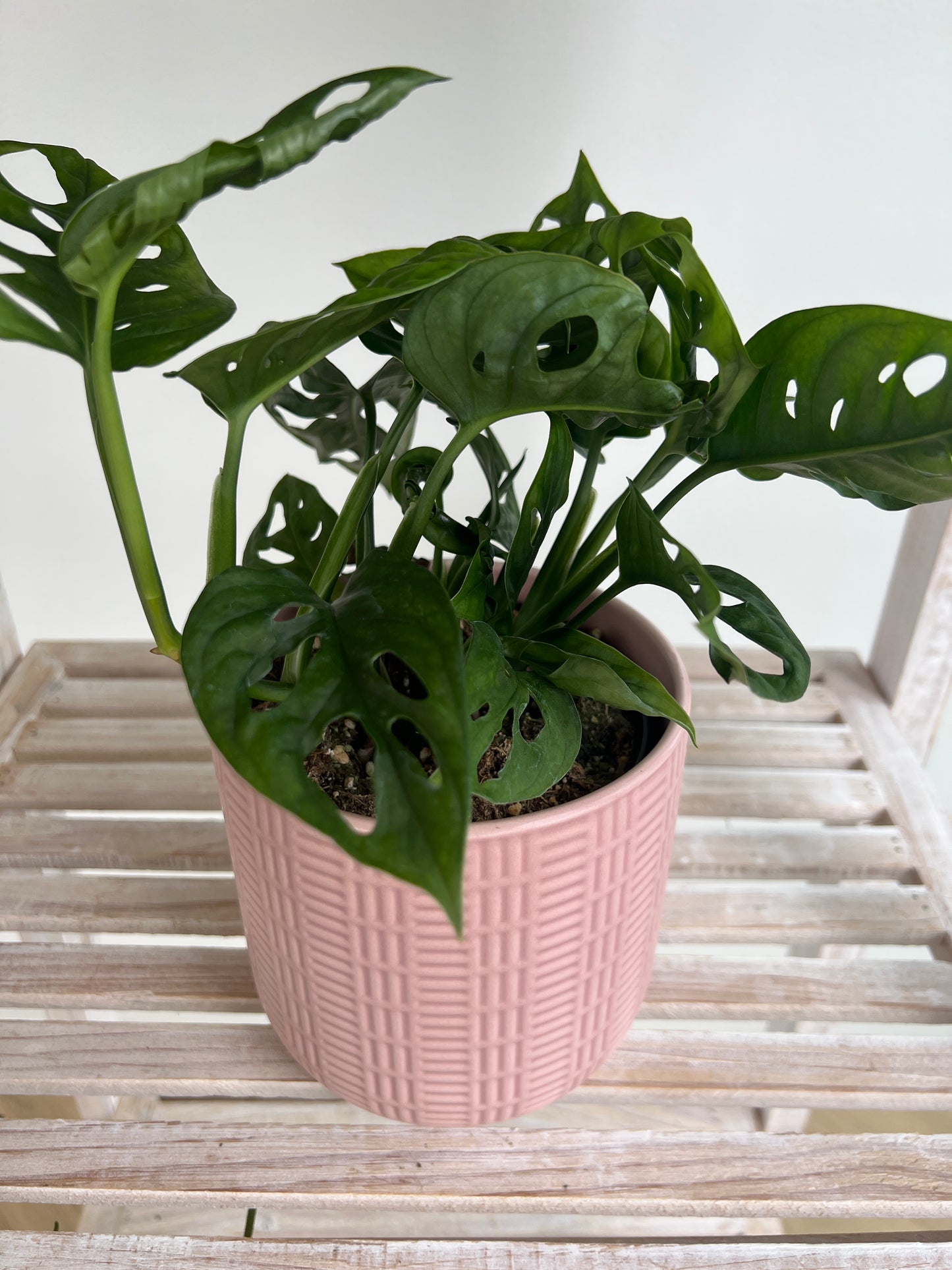Monstera Monkey Mask Adansonii Plant (Swiss Cheese Plant) with Pot  12cm