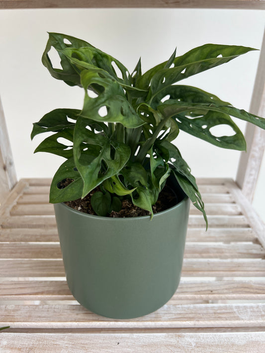 Monstera Monkey Mask Adansonii Plant (Swiss Cheese Plant) with Pot  12cm