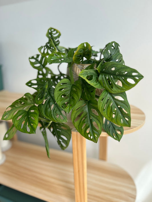 Monstera Monkey Mask 14cm lush leaves