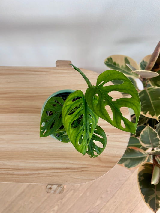 Monstera Monkey Mask (Monstera Adansonii) 10cm