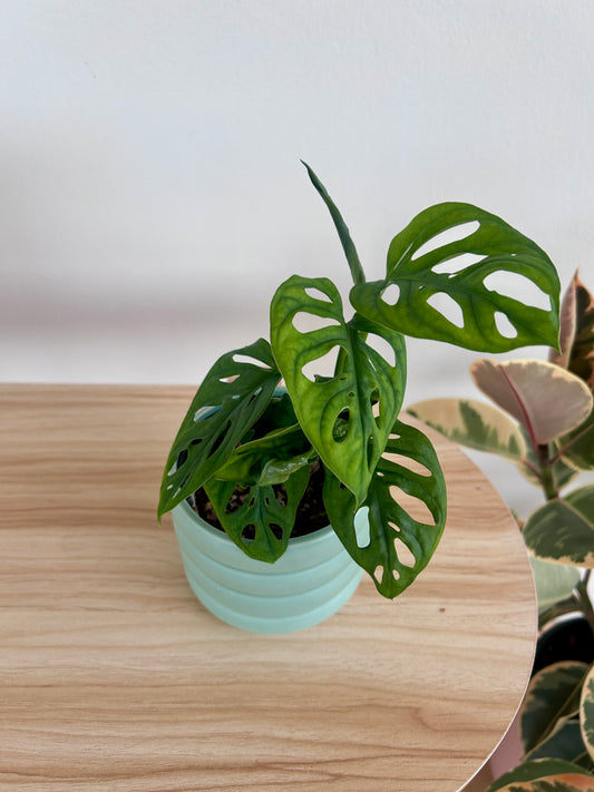 Monstera Monkey Mask (Monstera Adansonii) 10cm in Mint Green Coil Pot