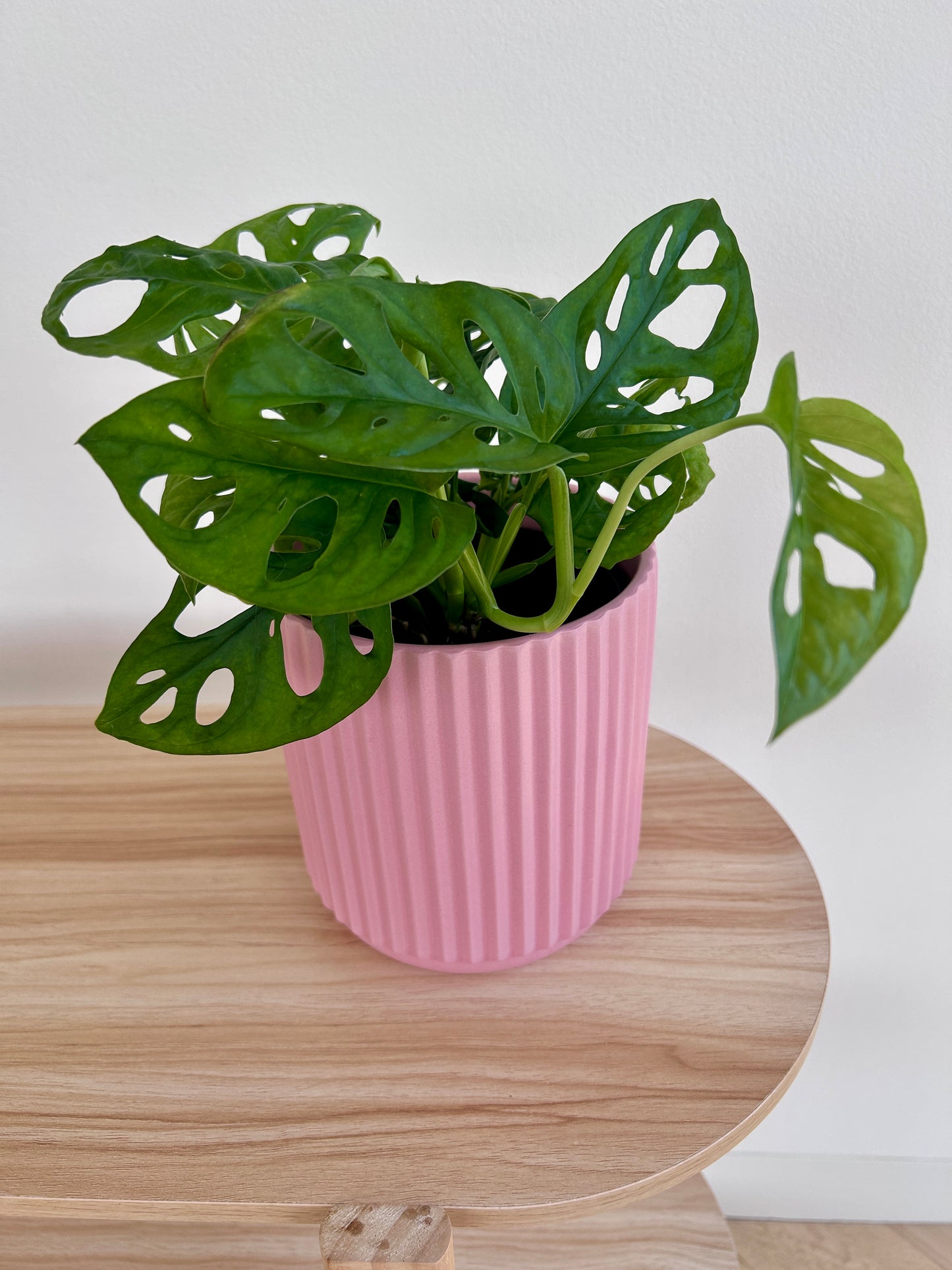 Monstera Monkey Mask Swisse Cheese (Monstera Adansonii) Plant 14cm in Blush Pink Ribbed Ceramic Pot