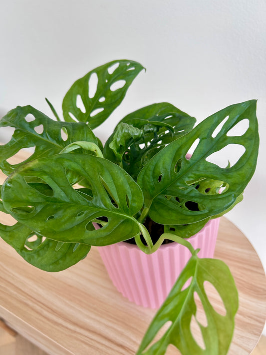 Monstera Monkey Mask Swisse Cheese (Monstera Adansonii) Plant 14cm in Blush Pink Ribbed Ceramic Pot Fenestrated Leaves