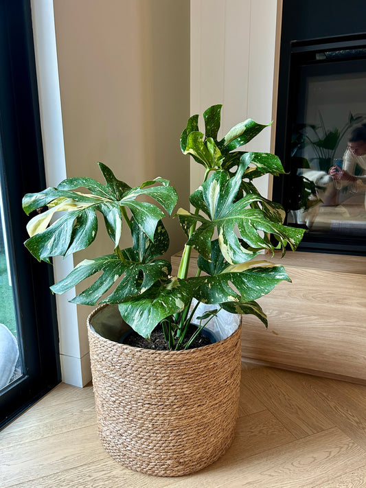 Monstera Thai Constellation 30cm in Hand Woven Basket