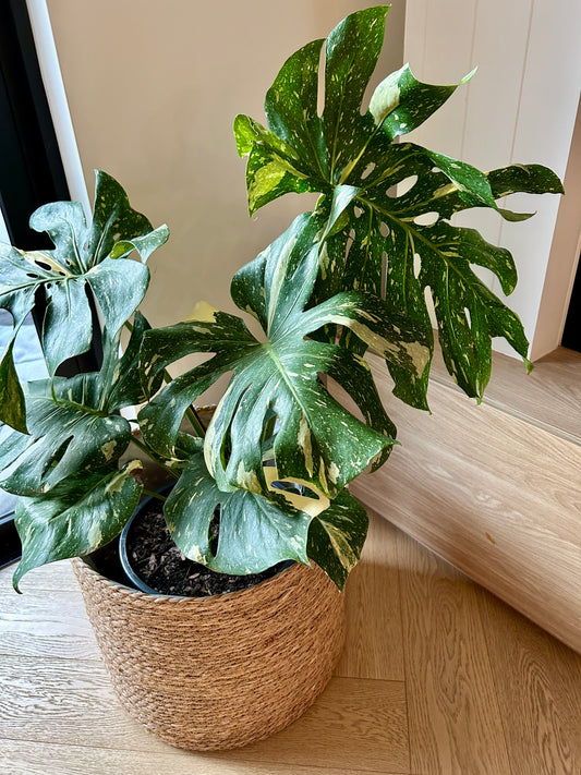 Monstera Thai Constellation 30cm in Hand Woven Basket