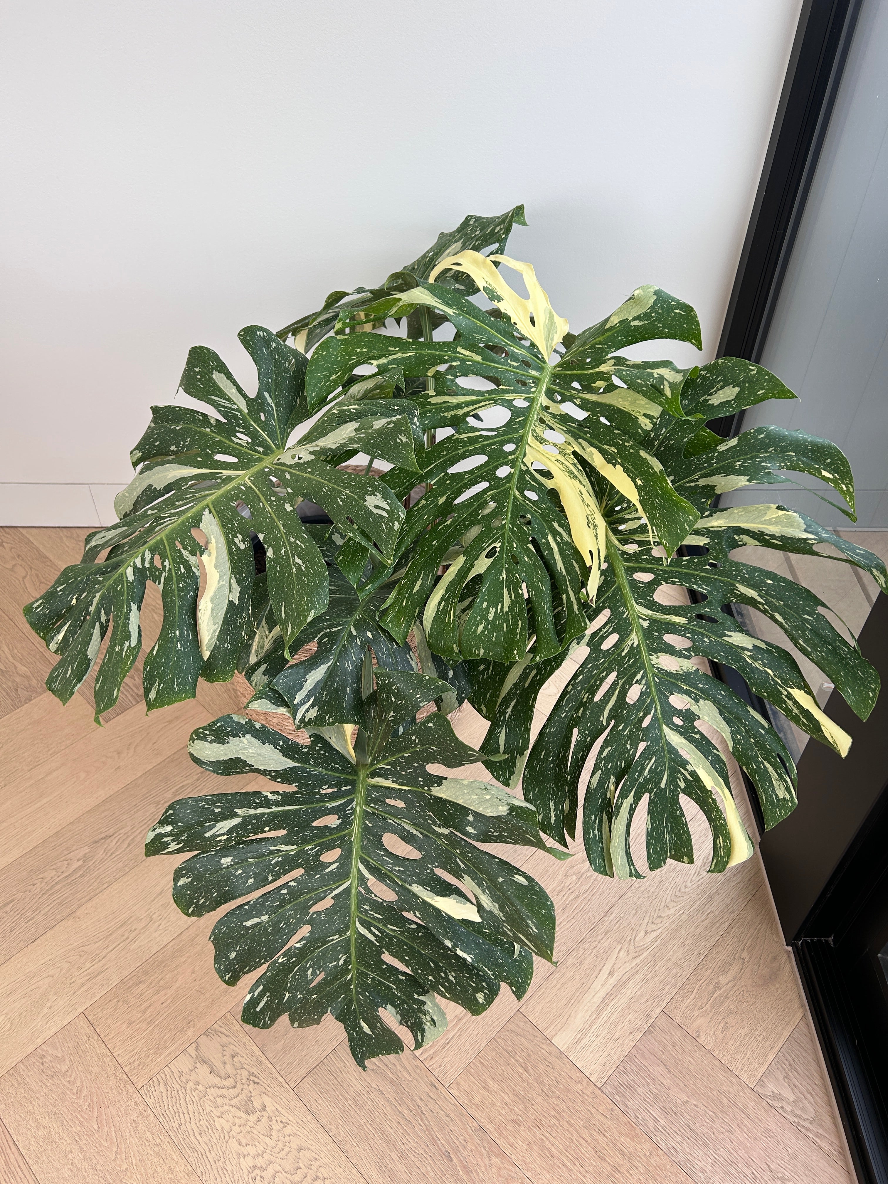 variegated monstera deliciosa australia Variegated Monstera (Monstera Deliciosa Thai Constellation) Plant 30cm –  Habitat Aesthetic
