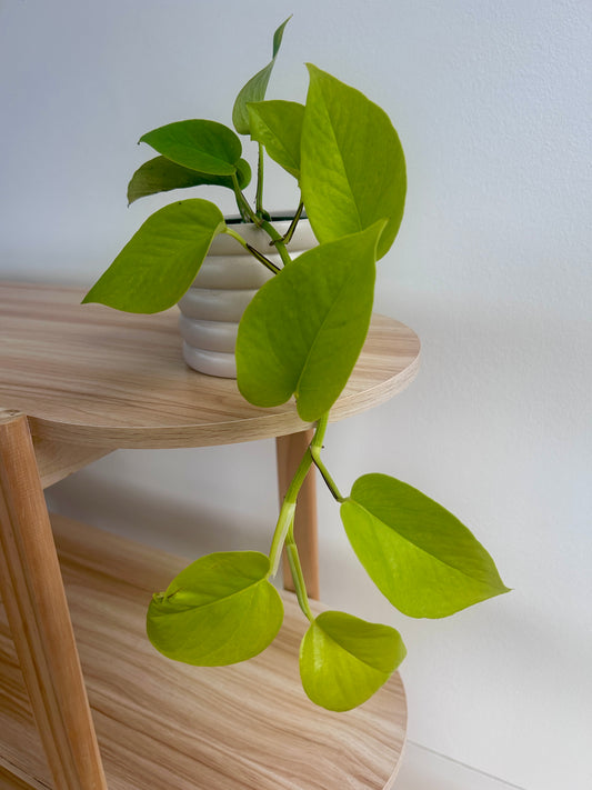 Neon Pothos (Epipremnum Aureum) 10cm