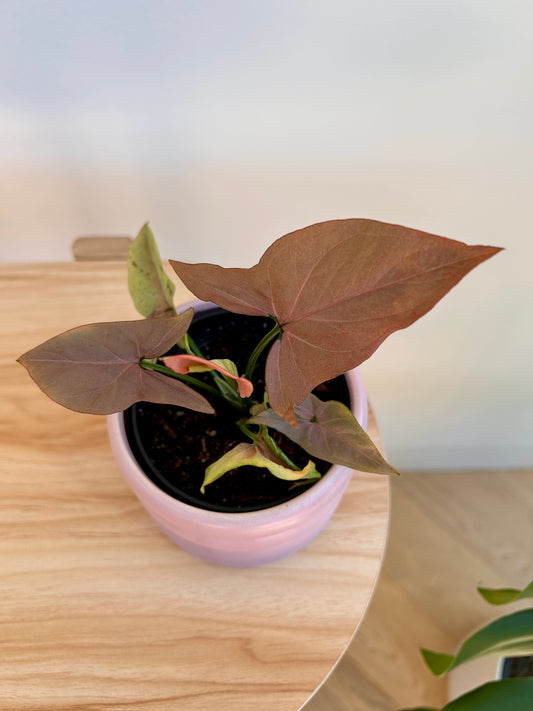 Neon Robusta (Pink Syngonium Neon) Indoor Plant 10cm Pink Foliage