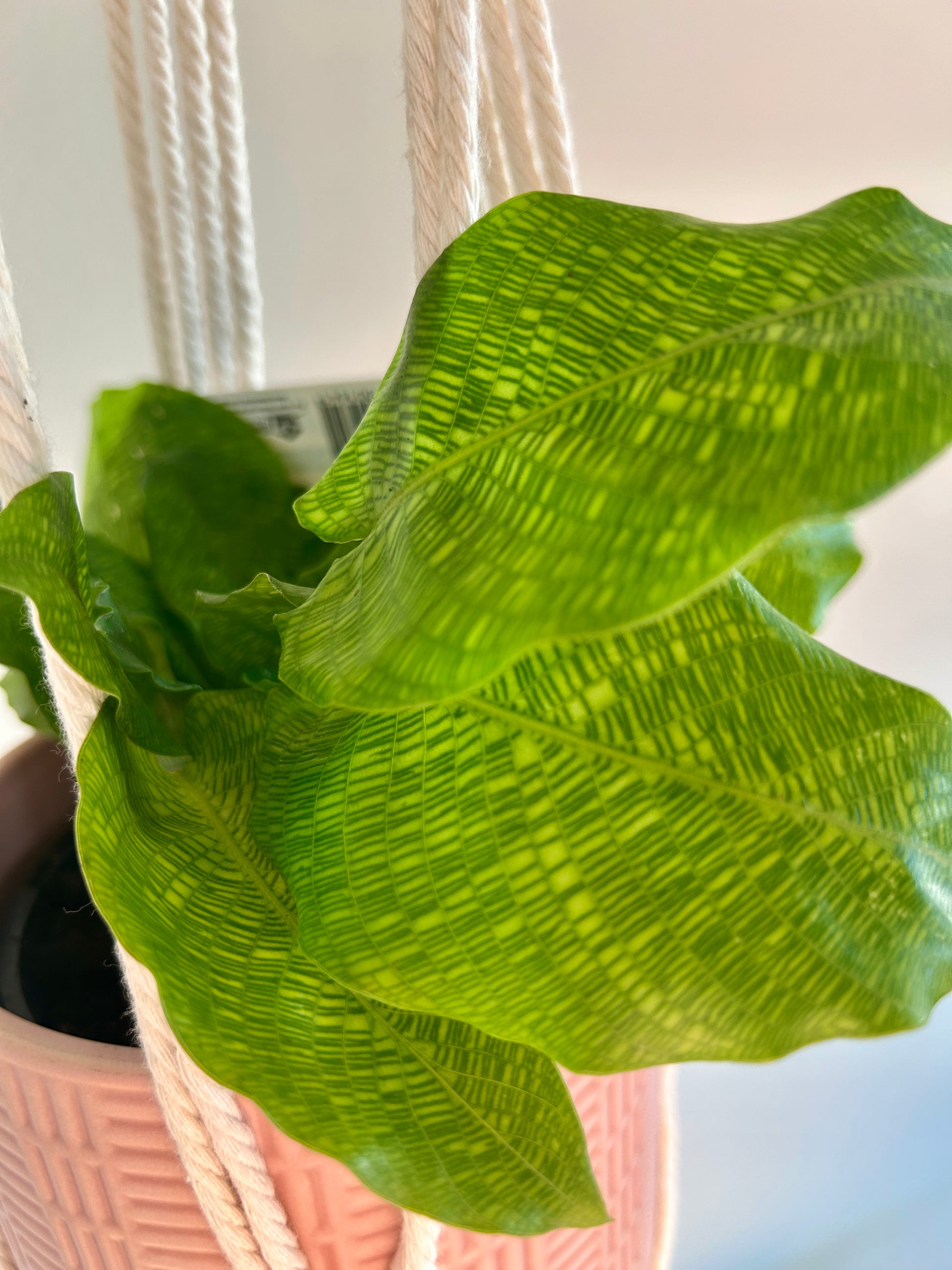 Network Calathea (Calathea Musaica) Indoor Plant 12cm