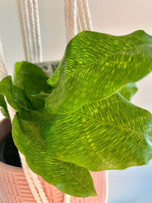 Network Calathea (Calathea Musaica) Indoor Plant 12cm
