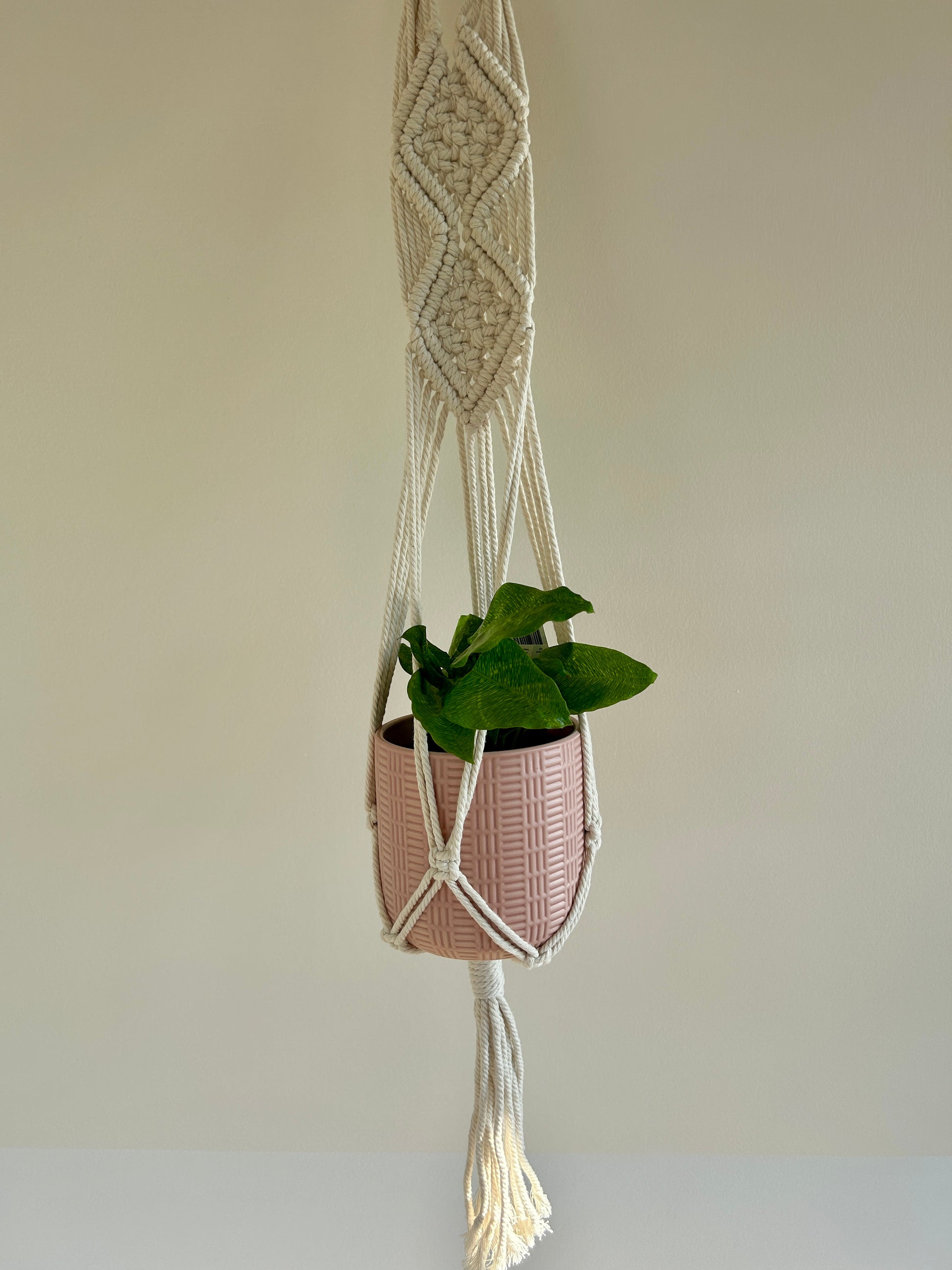 Network Calathea (Calathea Musaica) Indoor Plant 12cm in Diamond Braided Macrame