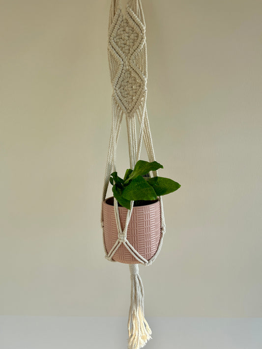 Network Calathea (Calathea Musaica) Indoor Plant 12cm in Diamond Braided Macrame