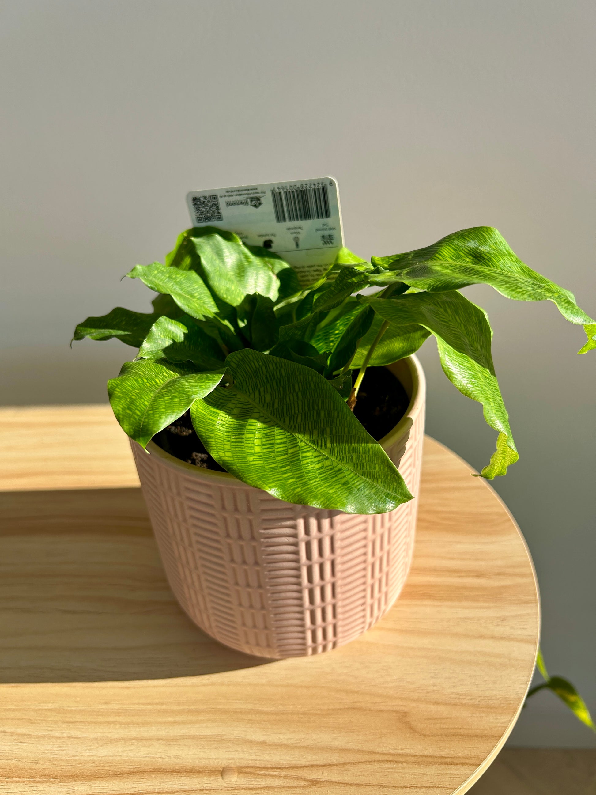 Network Calathea (Calathea Musaica) Indoor Plant 12cm in blush pink patterned ceramic pot