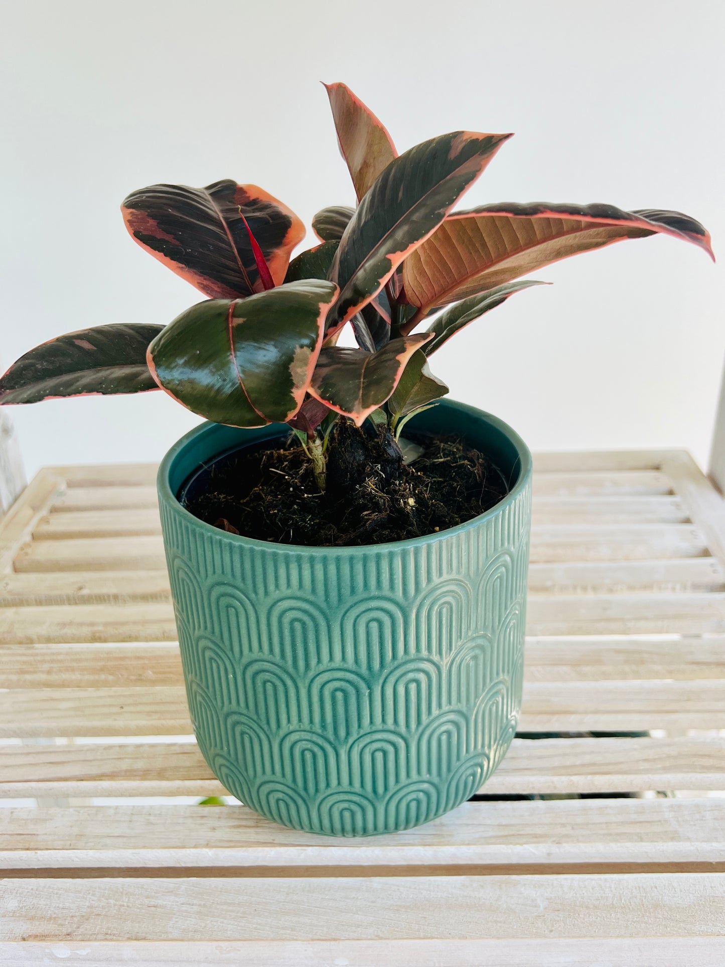Ficus Elastica Ruby Rubber Indoor Plant 12cm in Pattern Ceramic Pot and Macramé