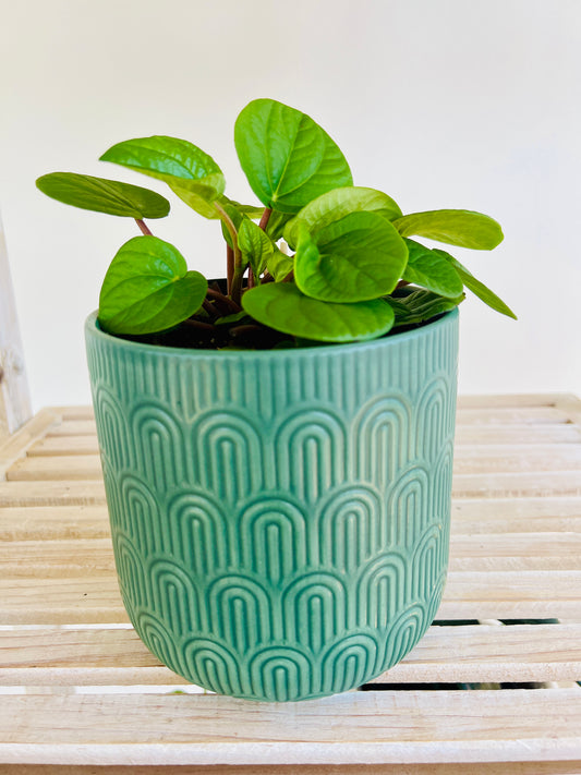 Peperomia Rana Verde Radiator Indoor Plant 12cm in Pattern Ceramic Pot and Macramé