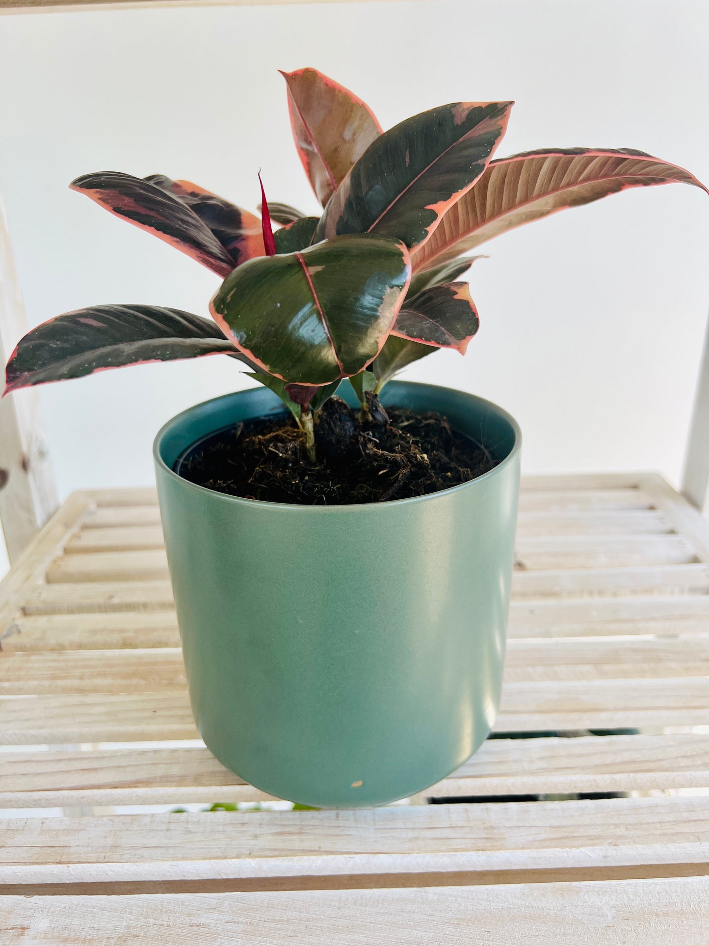 Ficus Elastica Ruby Rubber Indoor Plant 12cm in Pattern Ceramic Pot and Macramé