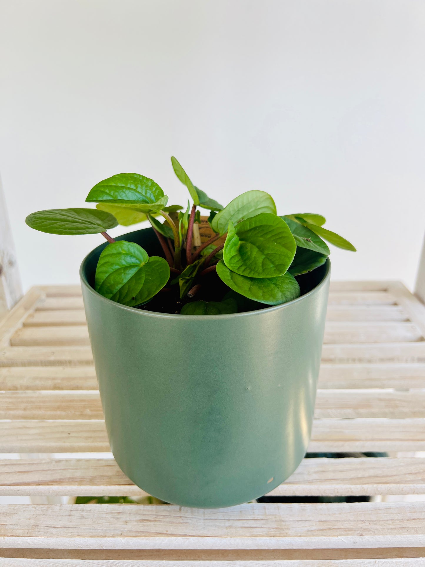 Peperomia Rana Verde Radiator Indoor Plant 12cm in Pattern Ceramic Pot and Macramé