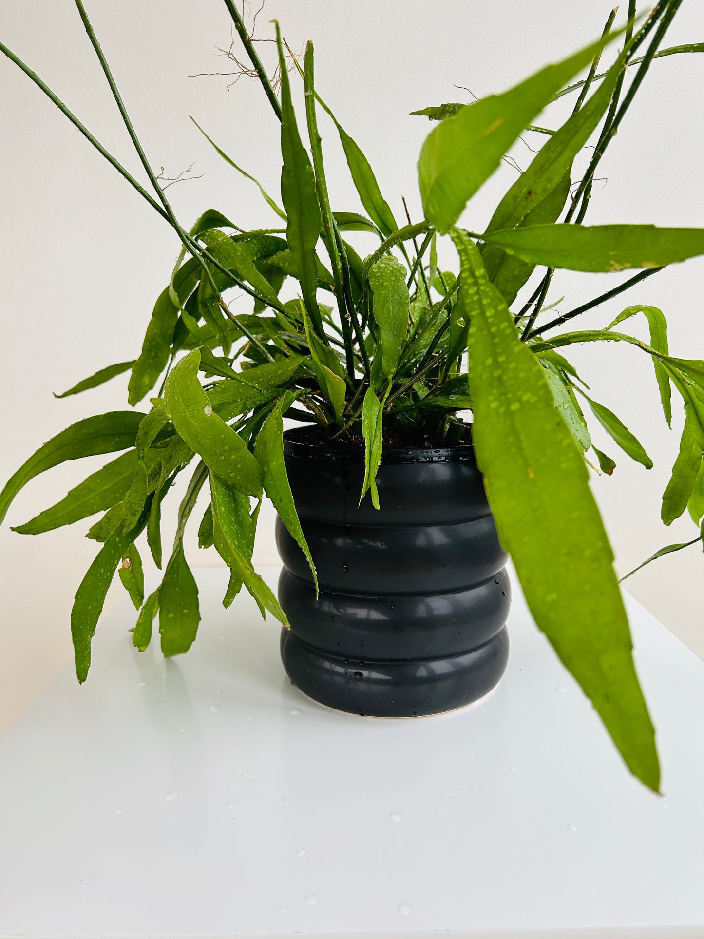 Orchid Cactus Rhipsalis Disocactus Nelsonii 18cm in Black Ceramic Coil Pot 19cm