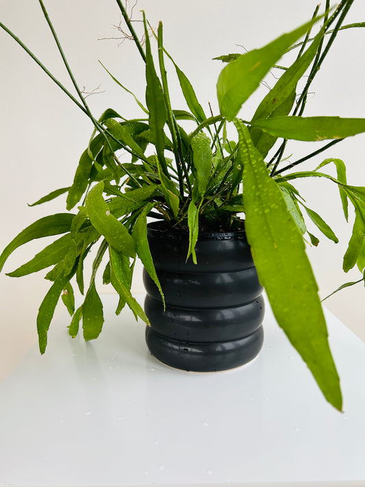 Orchid Cactus Rhipsalis Disocactus Nelsonii 18cm in Black Ceramic Coil Pot 19cm