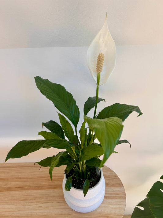 Peace Lily Plant in White Ceramic Coil Pot Textured Finish 12cm