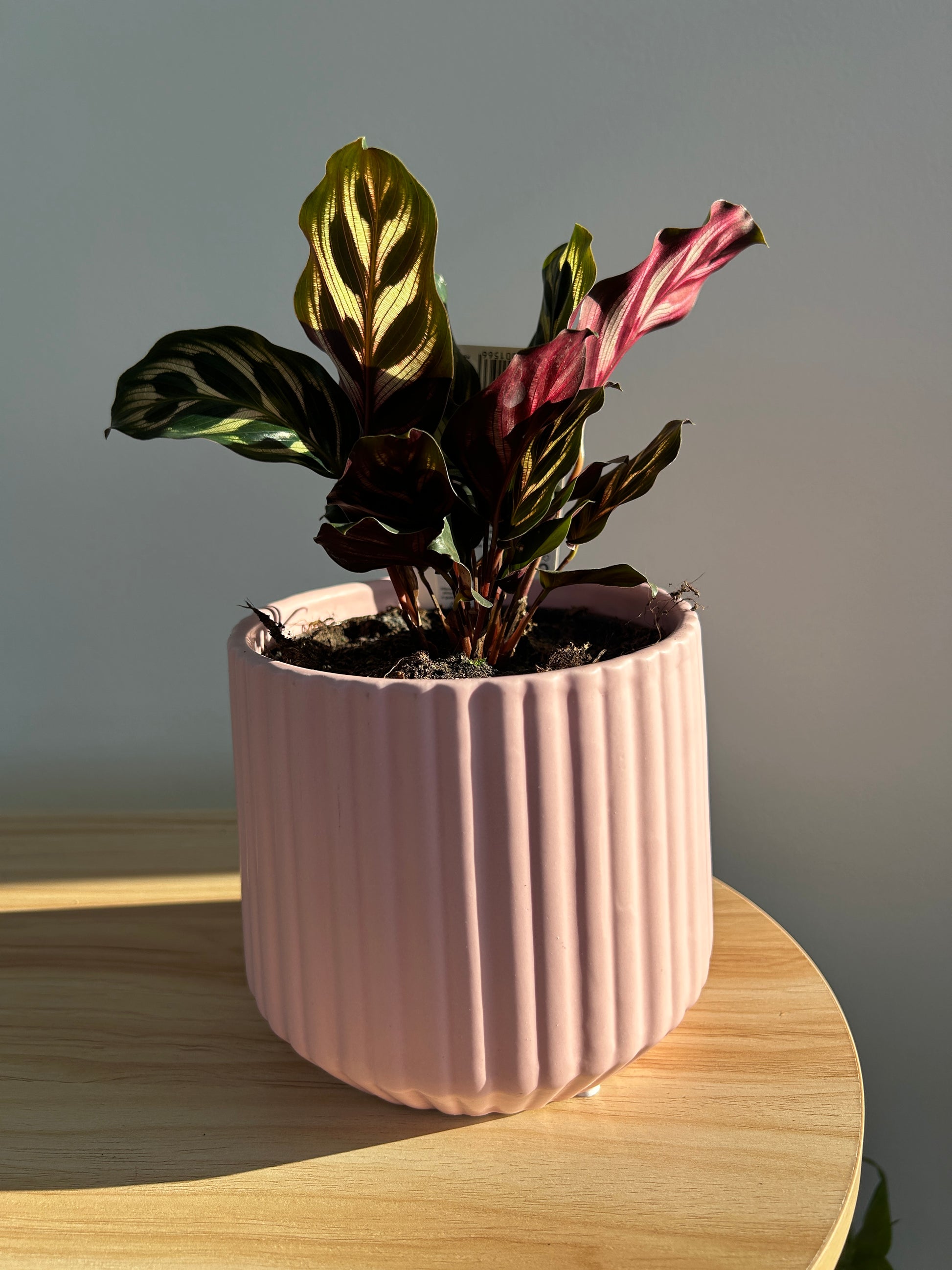 Peacock Plant (Calathea Makoyana) Indoor Plant 12cm