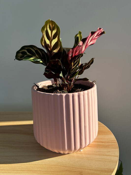 Peacock Plant (Calathea Makoyana) Indoor Plant 12cm