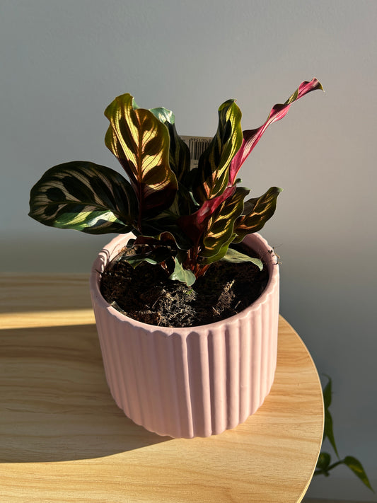 Peacock Plant (Calathea Makoyana) Indoor Plant 12cm in pink pot