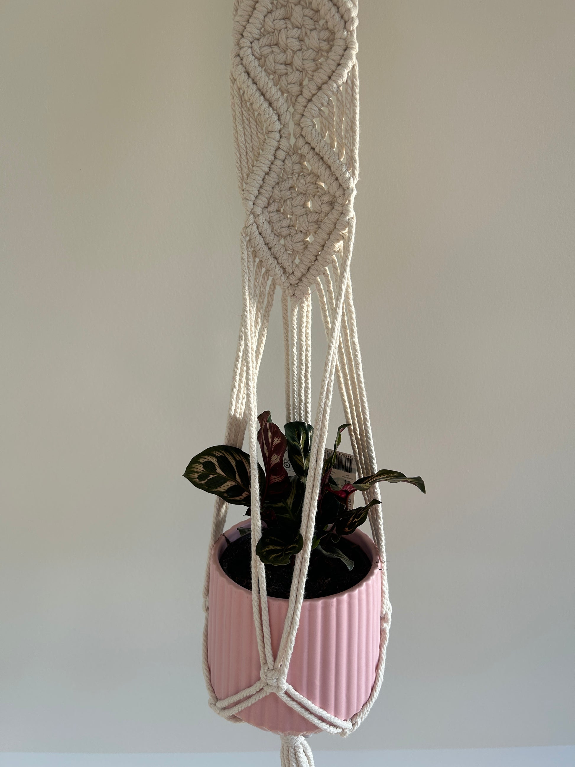 Peacock Plant (Calathea Makoyana) Indoor Plant 12cm in pink pot with diamond braided macrame plant hanger