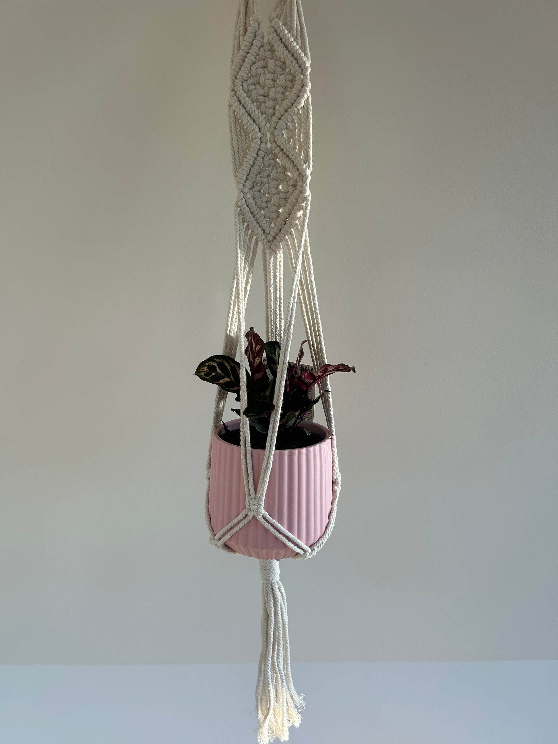 Peacock Plant (Calathea Makoyana) Indoor Plant 12cm in pink pot with diamond braided macrame plant hanger boho chic