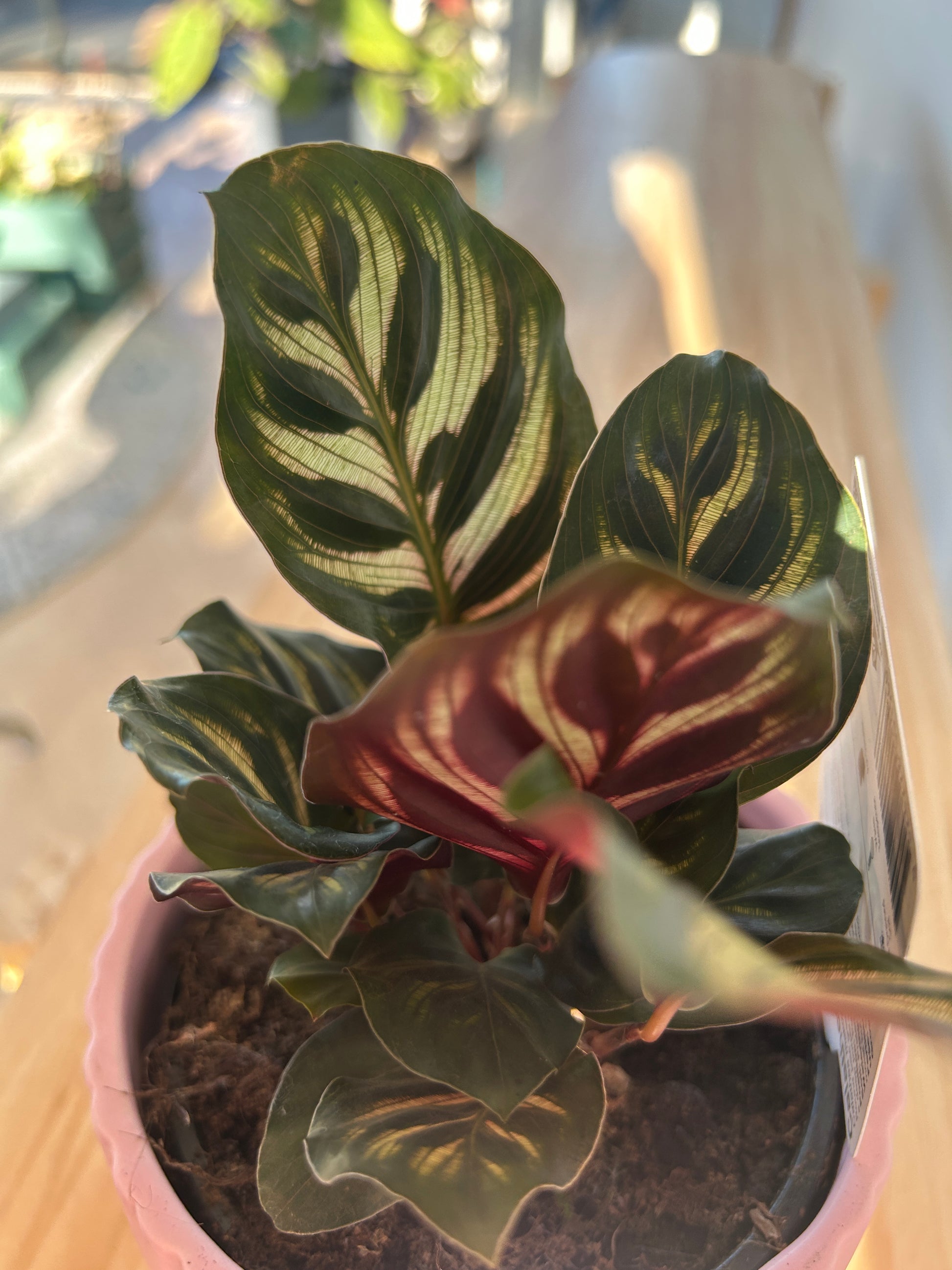 Peacock Plant (Calathea Makoyana) Indoor Plant 12cm striped leaves