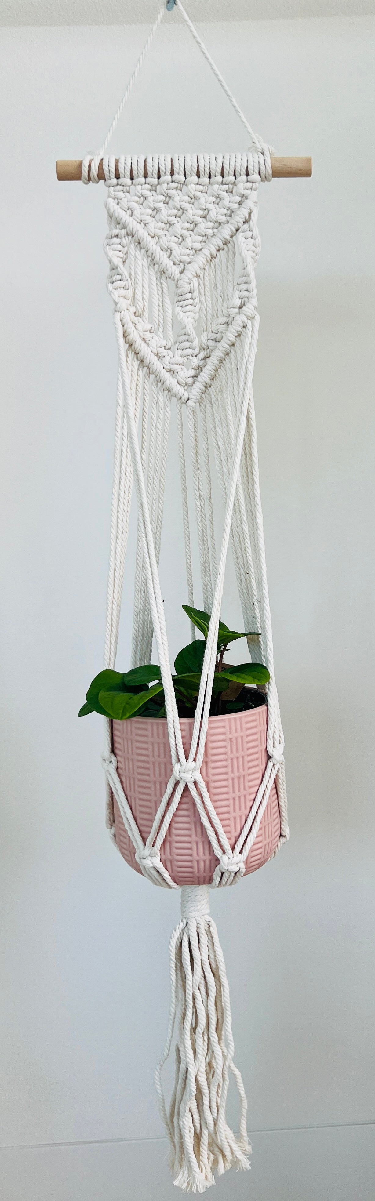 Peperomia Rana Verde Radiator Indoor Plant 12cm in Pattern Ceramic Pot and Macramé