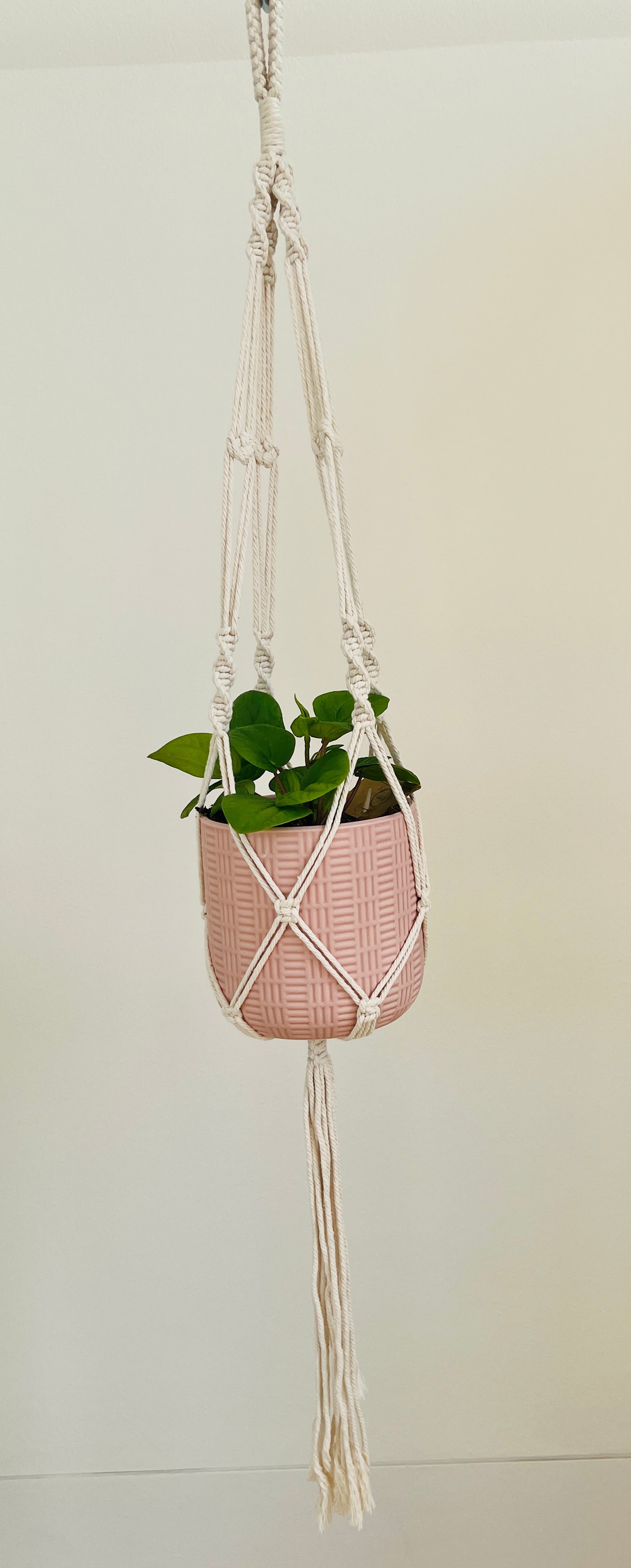 Peperomia Rana Verde Radiator Indoor Plant 12cm in Pattern Ceramic Pot and Macramé