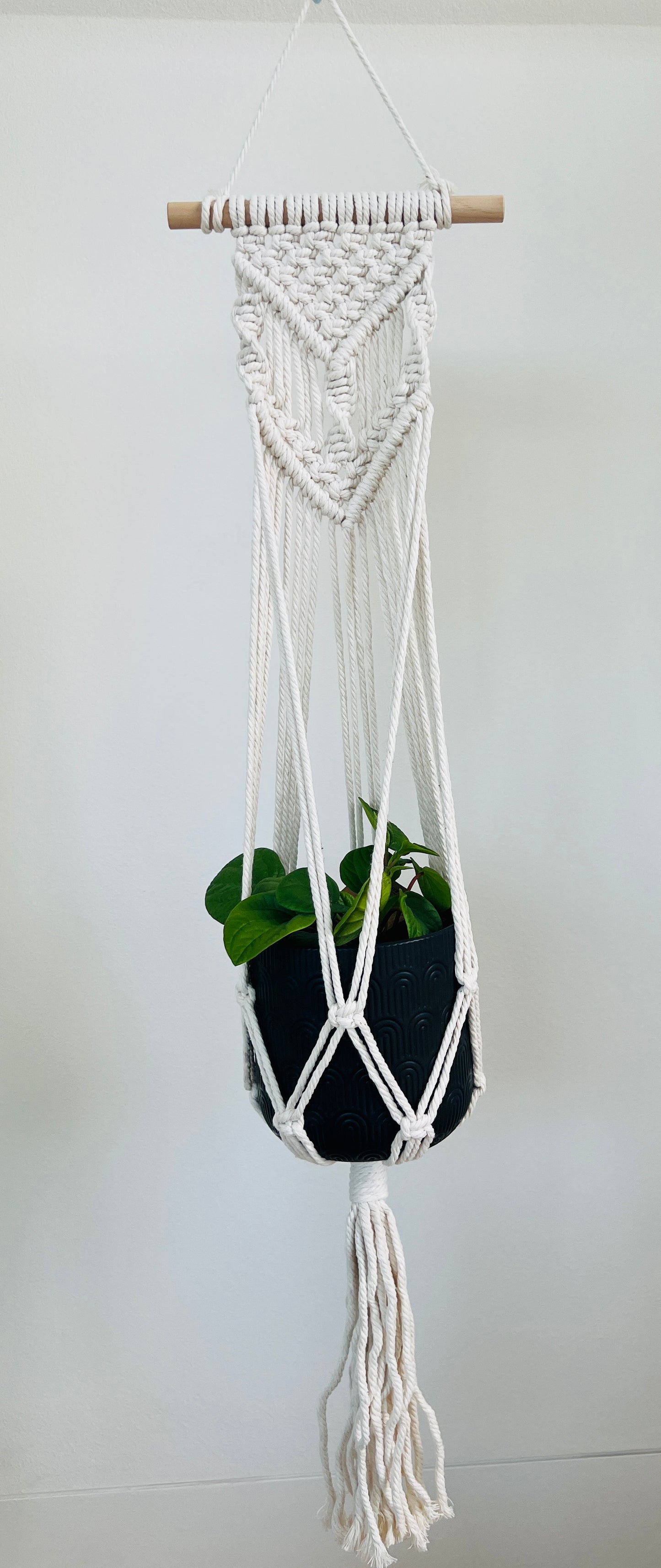 Peperomia Rana Verde Radiator Indoor Plant 12cm in Pattern Ceramic Pot and Macramé