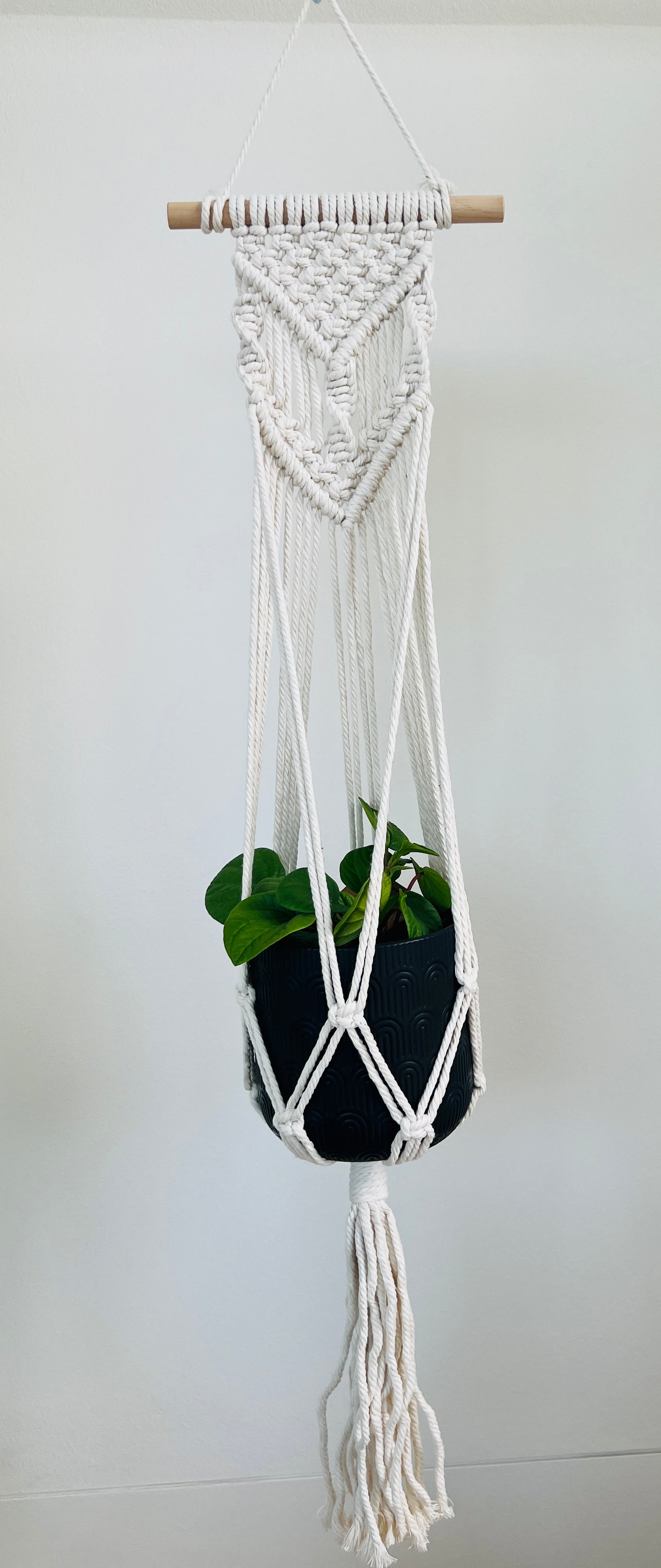 Peperomia Rana Verde Radiator Indoor Plant 12cm in Pattern Ceramic Pot and Macramé