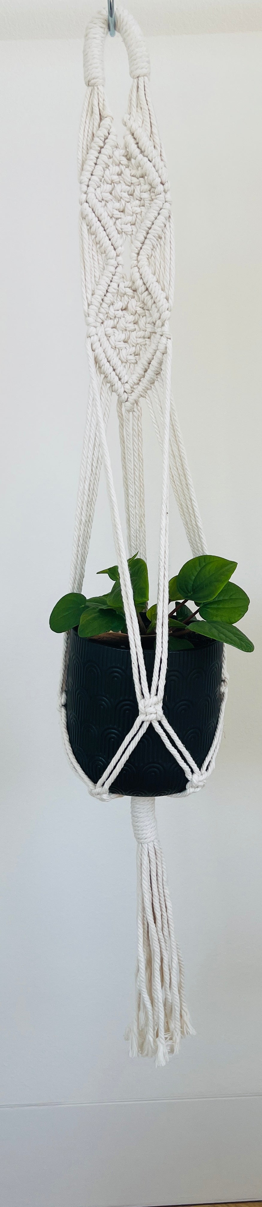 Peperomia Rana Verde Radiator Indoor Plant 12cm in Pattern Ceramic Pot and Macramé