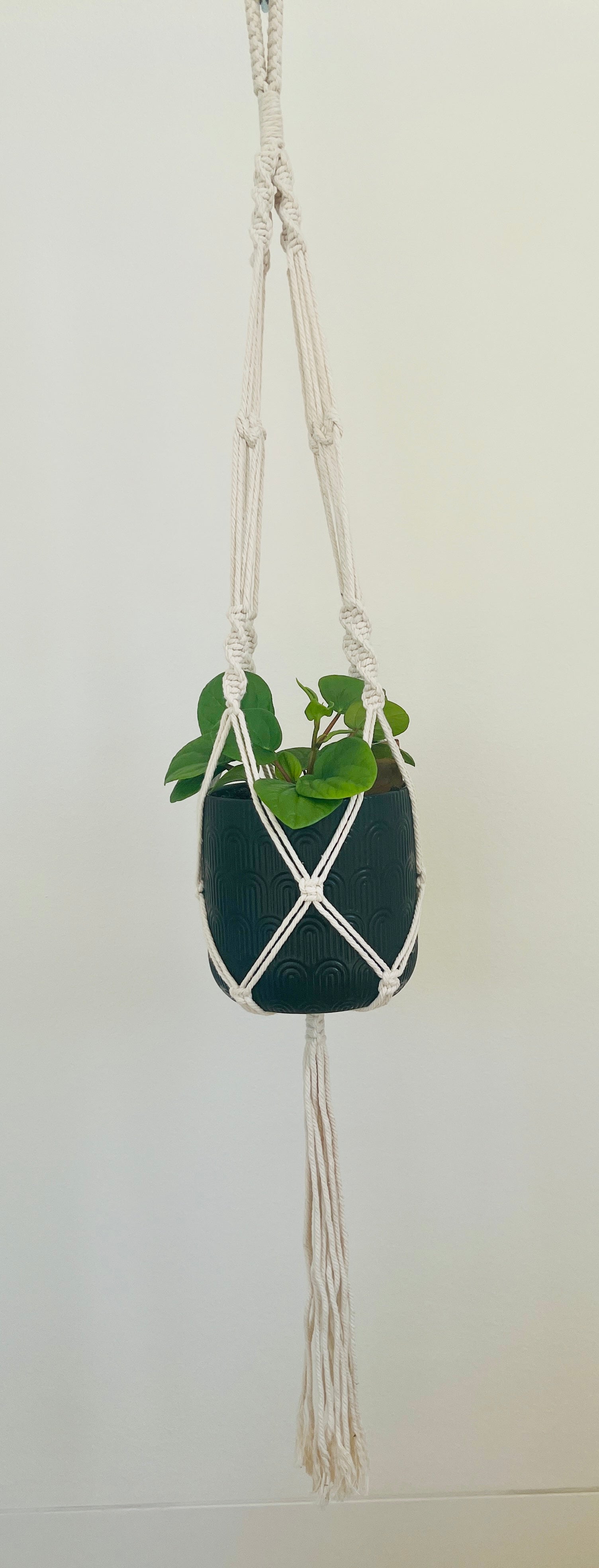 Peperomia Rana Verde Radiator Indoor Plant 12cm in Pattern Ceramic Pot and Macramé