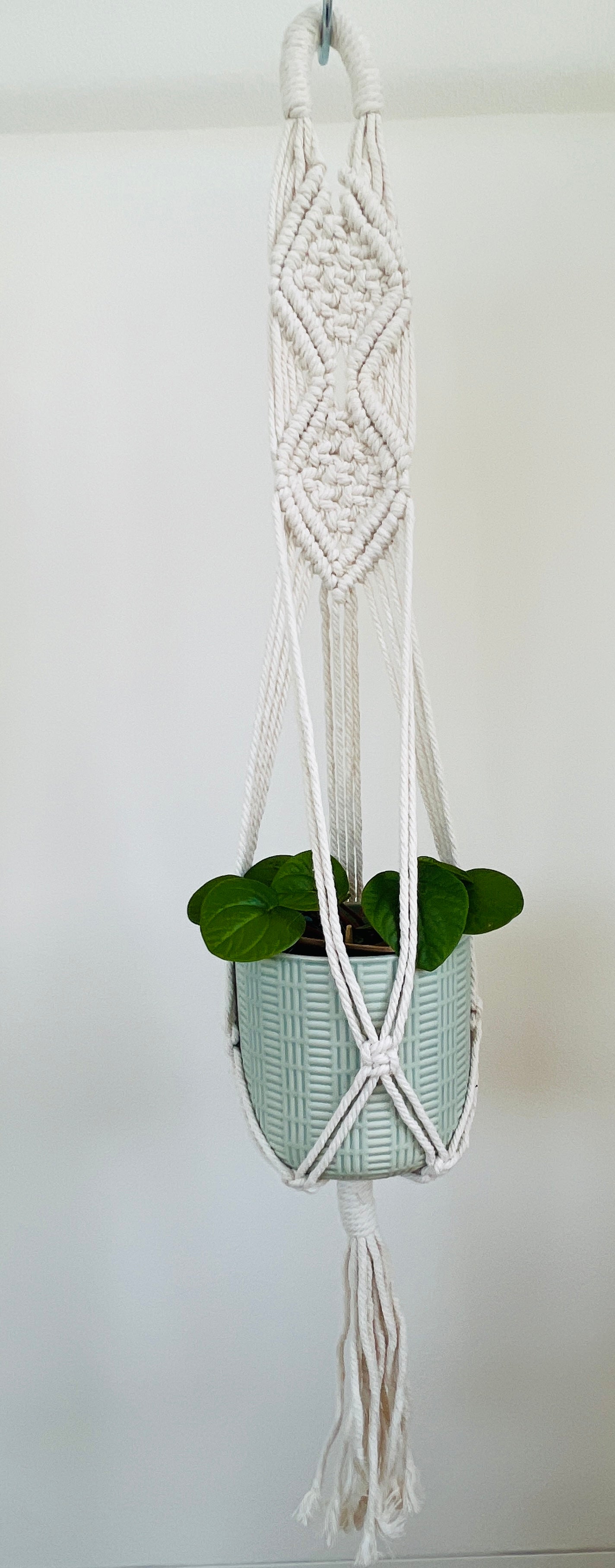 Peperomia Rana Verde Radiator Indoor Plant 12cm in Pattern Ceramic Pot and Macramé