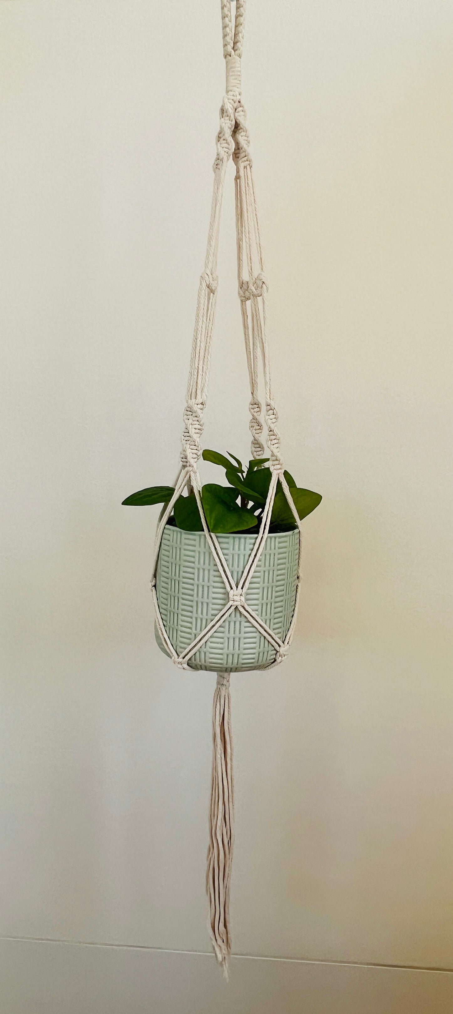 Peperomia Rana Verde Radiator Indoor Plant 12cm in Pattern Ceramic Pot and Macramé
