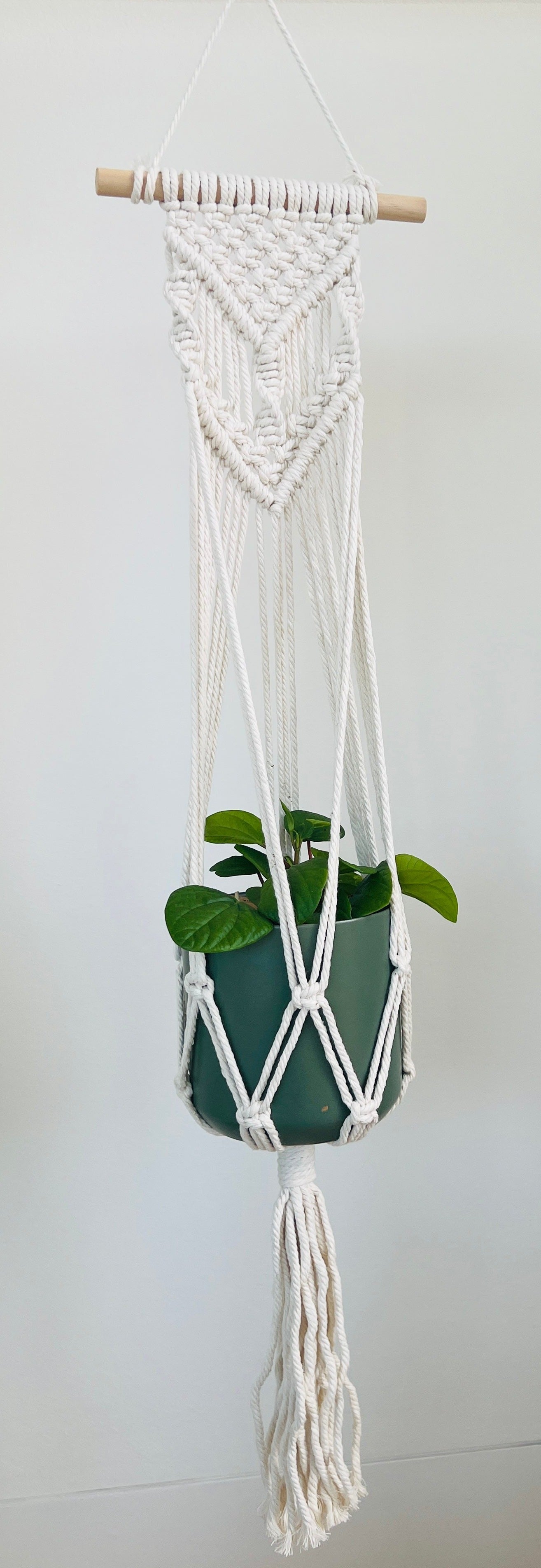 Peperomia Rana Verde Radiator Indoor Plant 12cm in Pattern Ceramic Pot and Macramé
