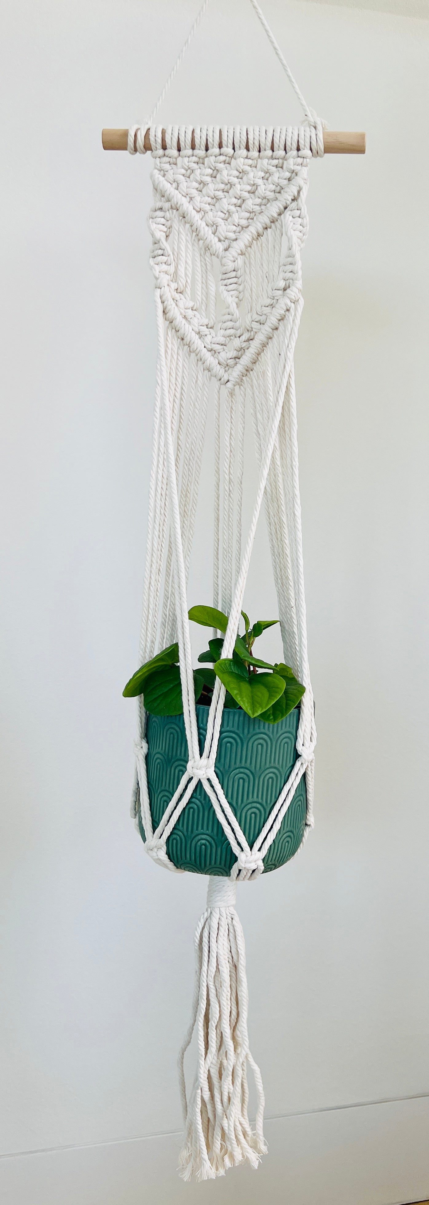Peperomia Rana Verde Radiator Indoor Plant 12cm in Pattern Ceramic Pot and Macramé