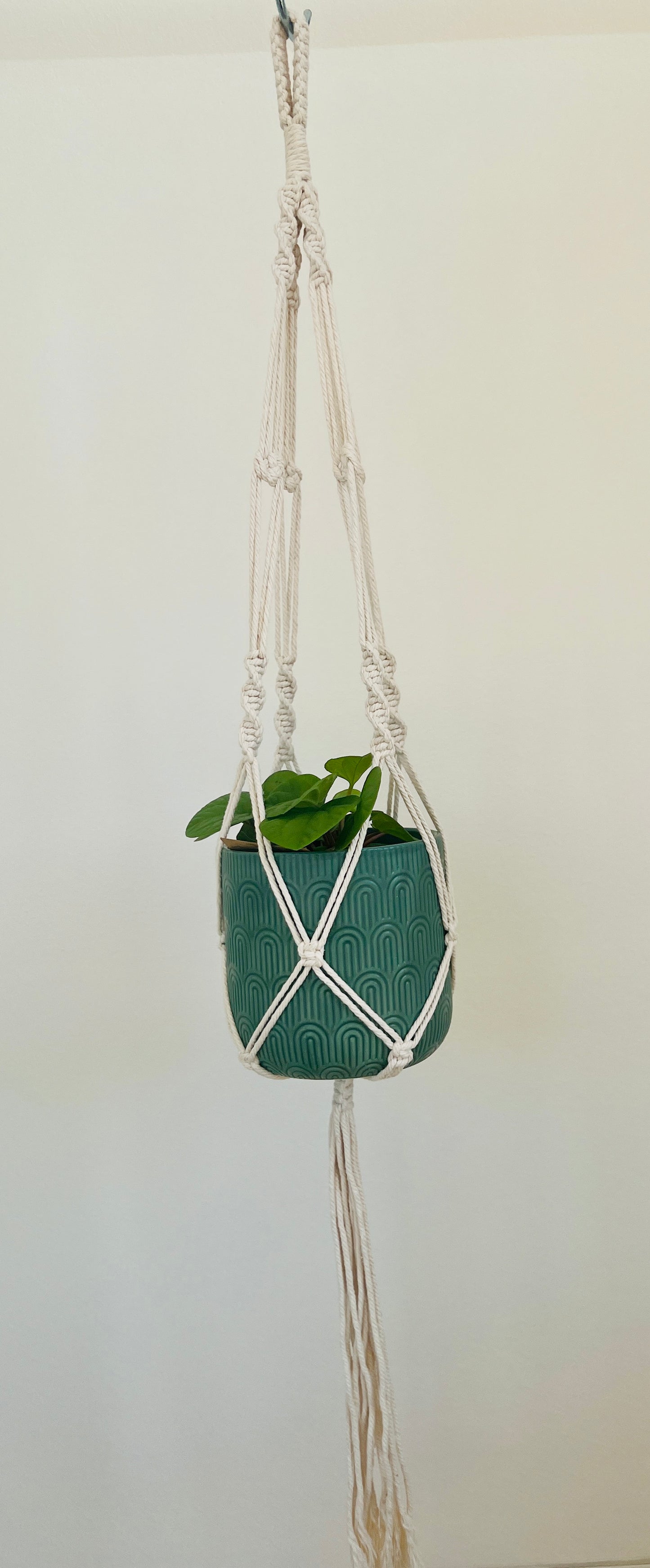 Peperomia Rana Verde Radiator Indoor Plant 12cm in Pattern Ceramic Pot and Macramé
