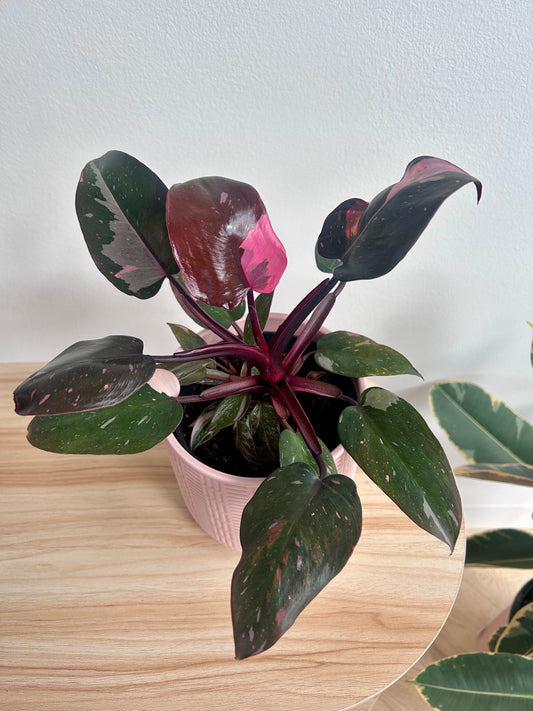 Philodendron Pink Princess (Philodendron Erubescens) Indoor Plant 12cm