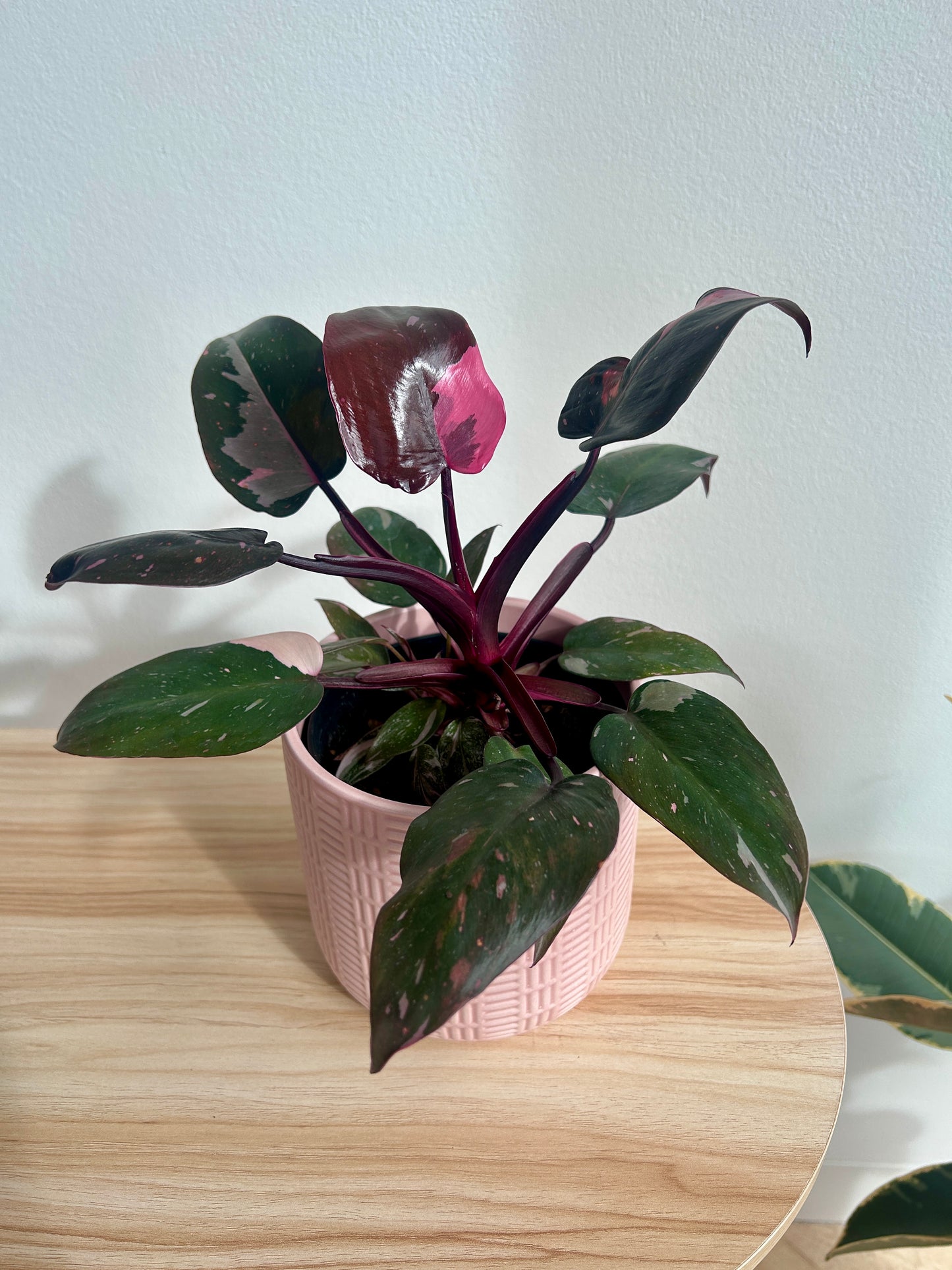 Philodendron Pink Princess (Philodendron Erubescens) Indoor Plant 12cm Variegated Pink Foliage in Blush Pink Pattern Ceramic Pot Rare Plant