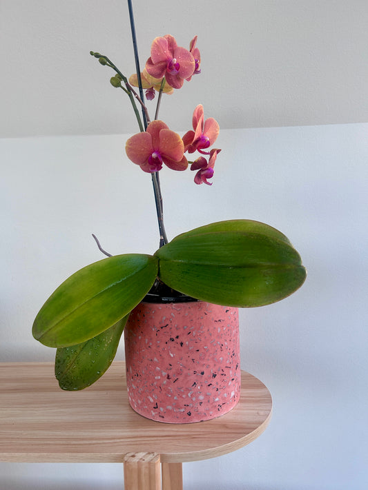 Pink Orchid (Phalaenopsis Orchid) 17cm