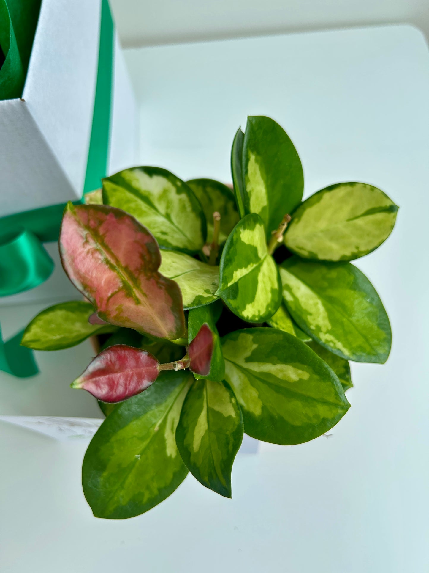 Plant Indulgence Gift Box Hoya Indoor Plant Pink Variegated Leaves
