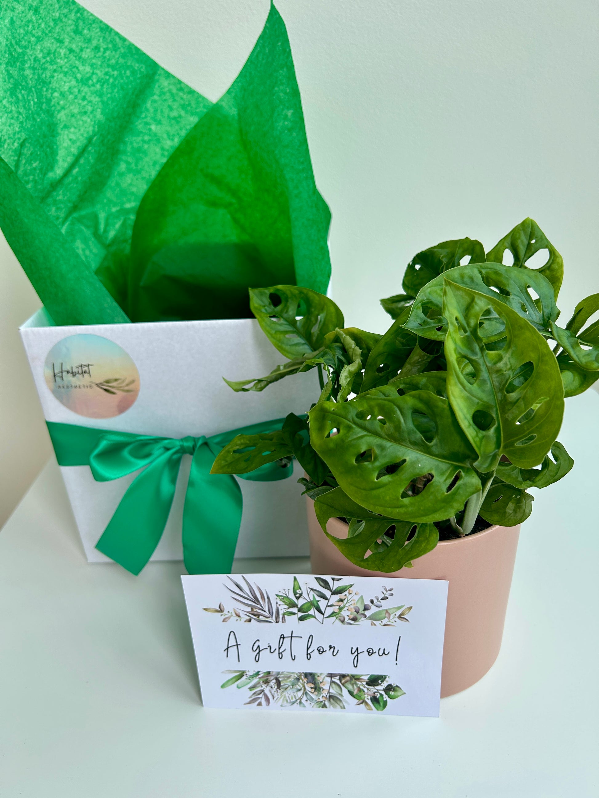 Plant Indulgence Gift Box Monstera Adansonii Monkey Mask Fenestrated Leaves