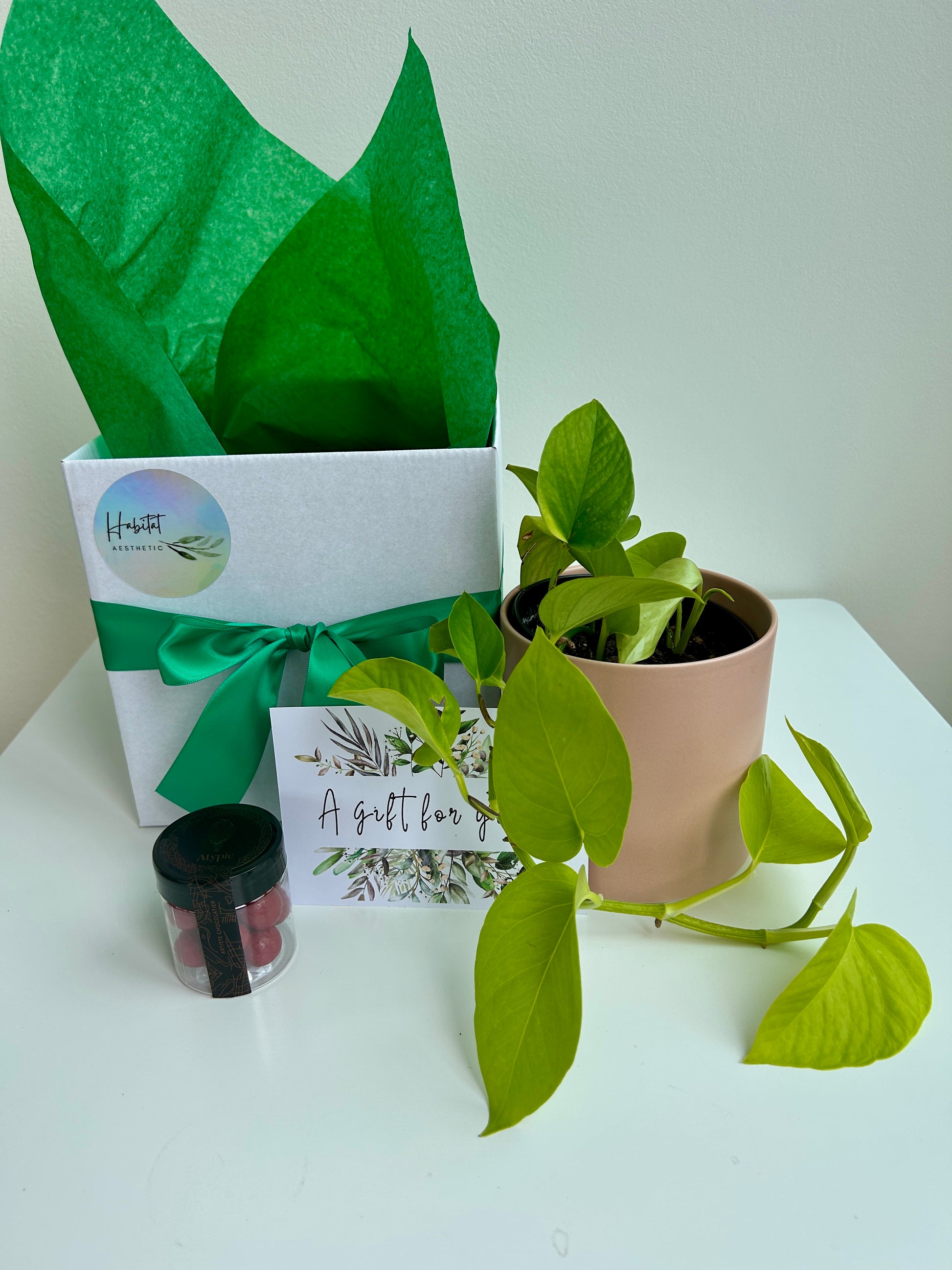 Plant Indulgence Gift Box Neon Pothos Indoor Plant