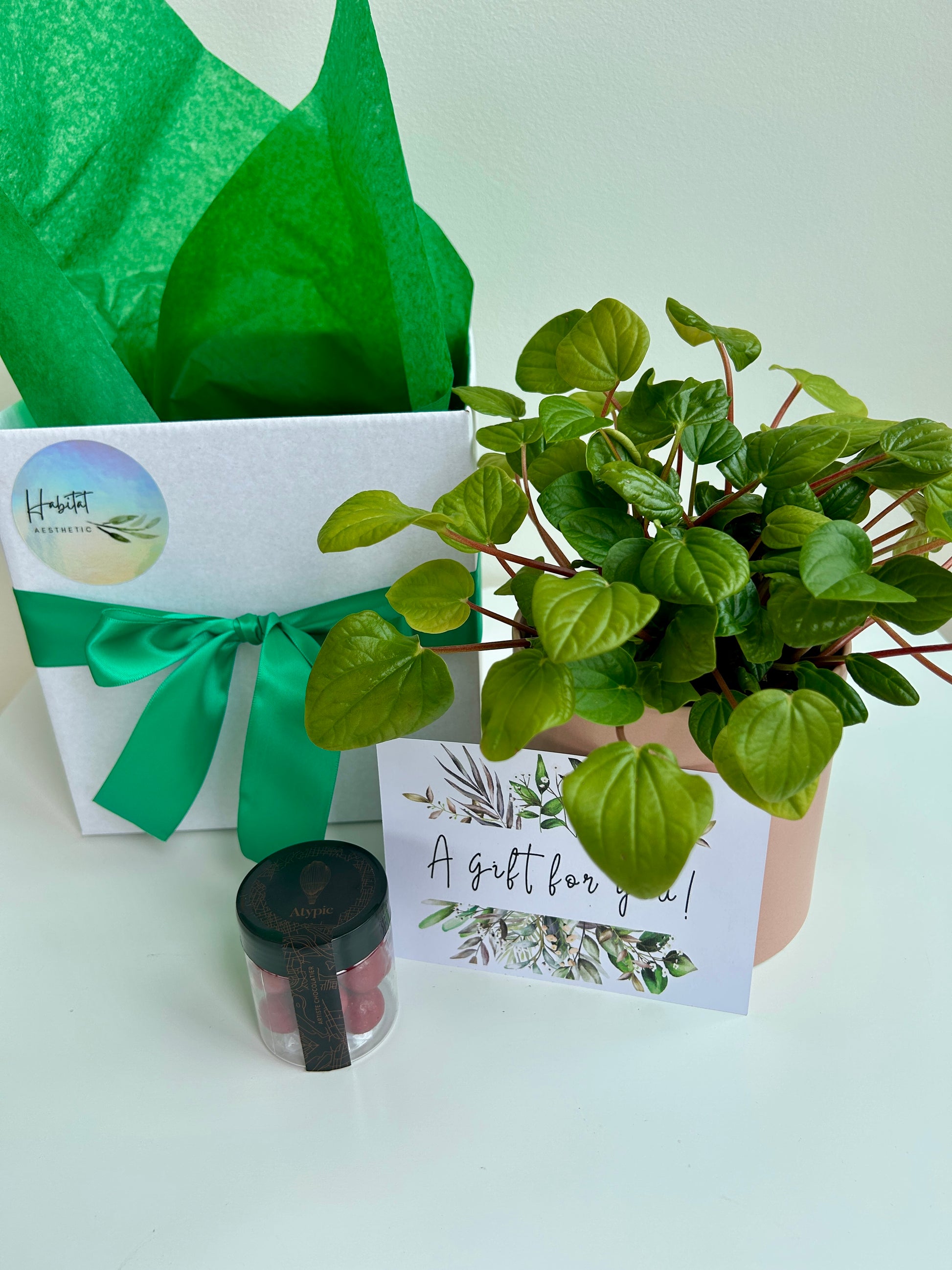 Plant Indulgence Gift Box Peperomia Rana Verde Indoor Plant
