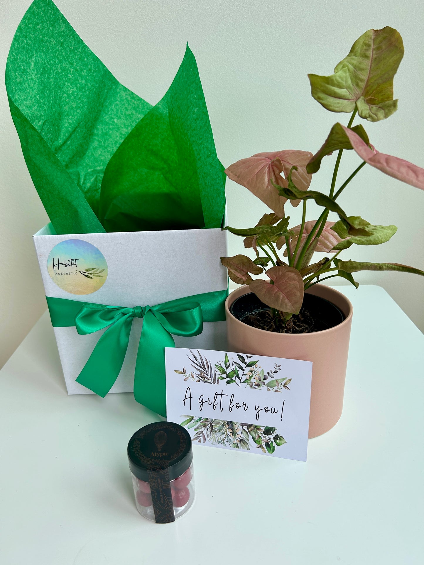 Plant Indulgence Gift Box Pink Syngonium Neon Robusta Indoor Plant